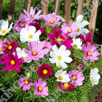 Picture of Cosmos - Candyfloss Mixed